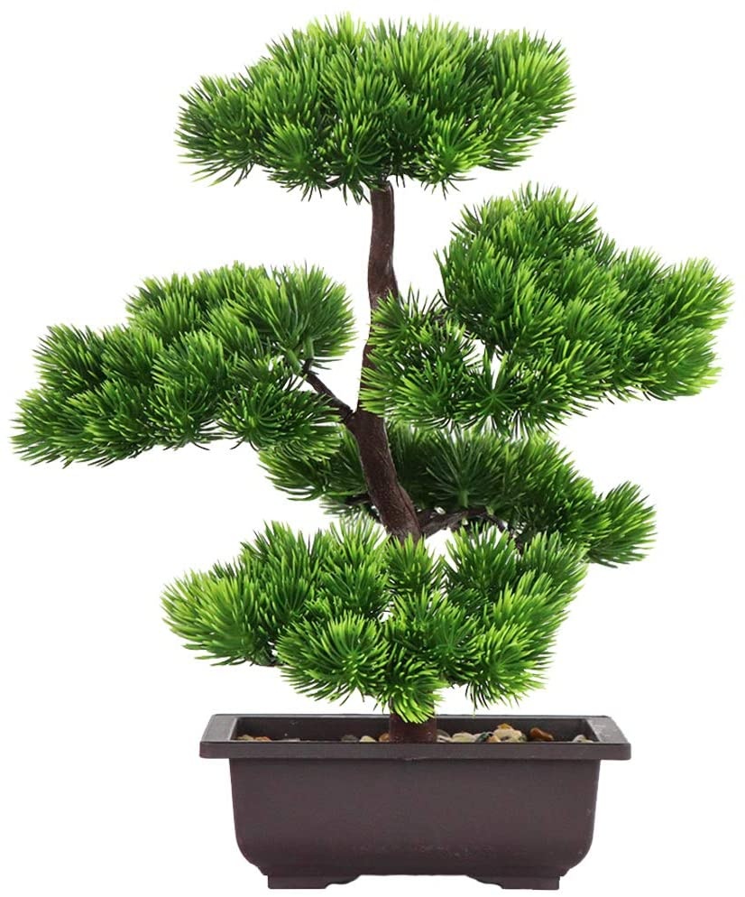 Japanese Pine Bonsai Plant for - Japanese Garden Bonsai 评论和价格